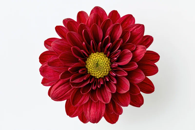 Red chrysanthemum flower head viewed from directly above on white background