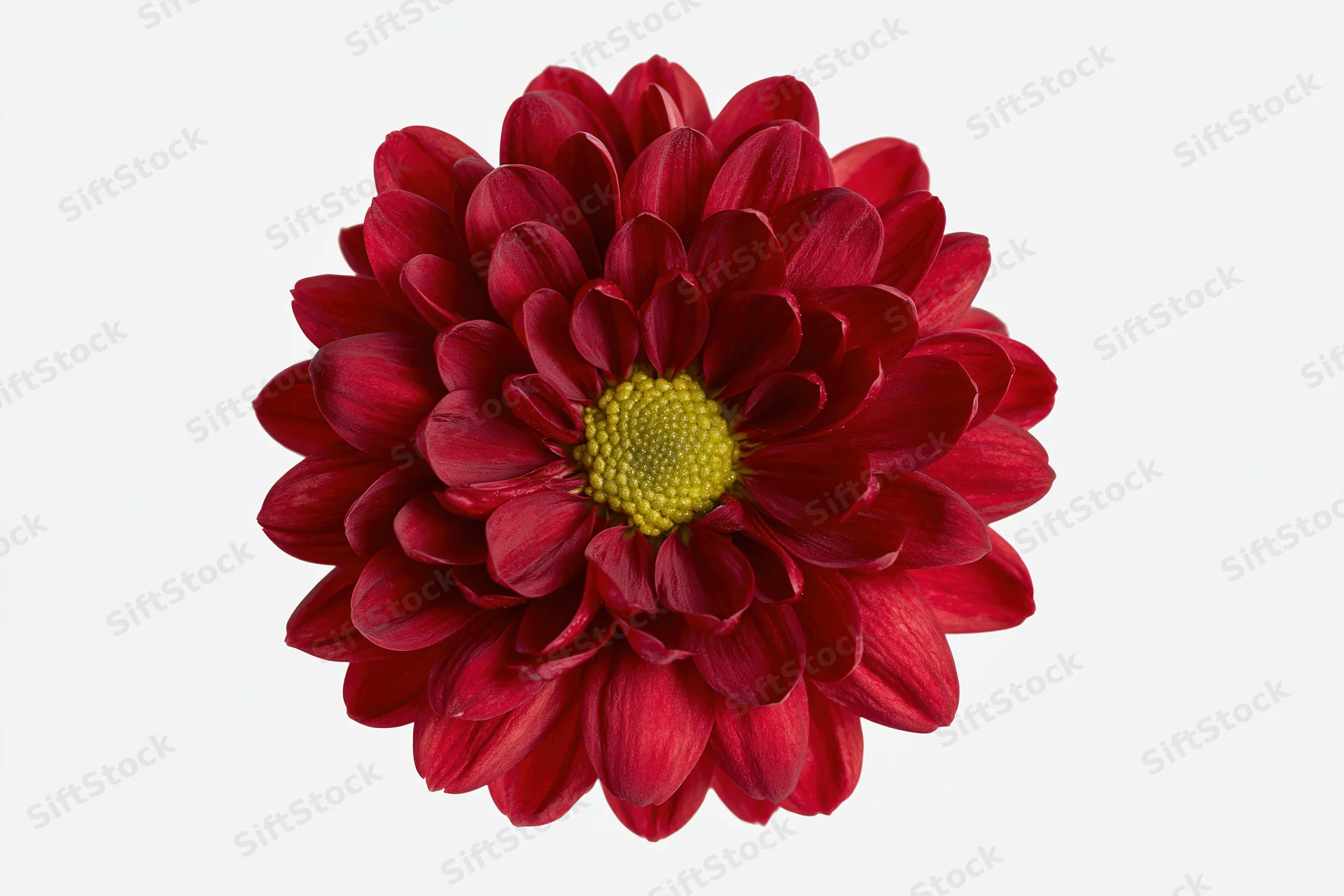Top view of a red chrysanthemum flower head on white background