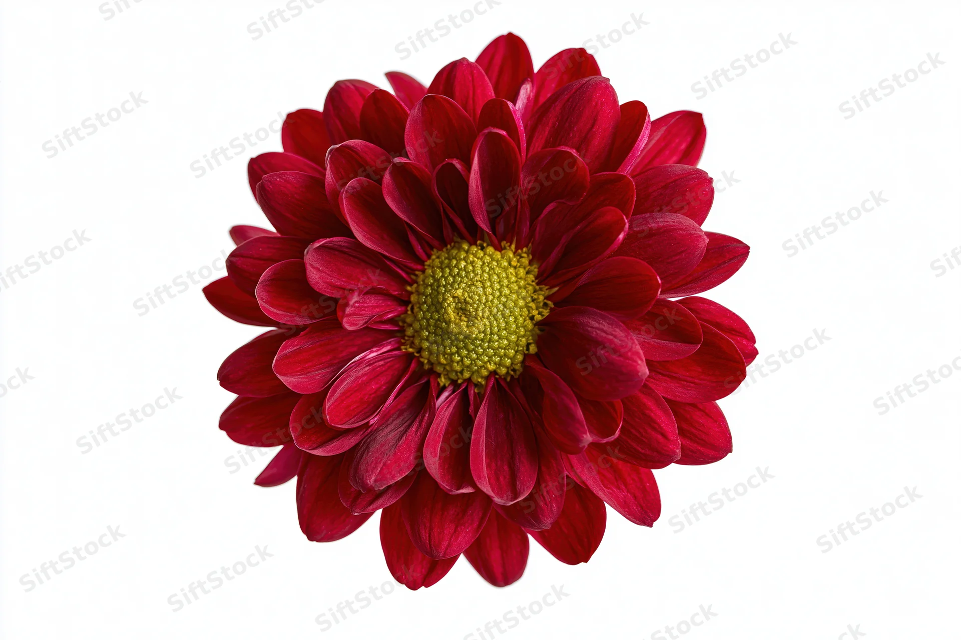 Overhead view of a red chrysanthemum flower head with yellow center isolated on white