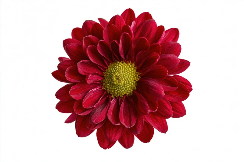 Overhead view of a red chrysanthemum flower head with yellow center isolated on white