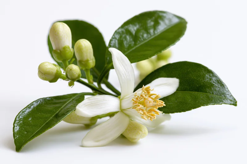 Citrus blossom sprig with one open white flower and green leaves on white background