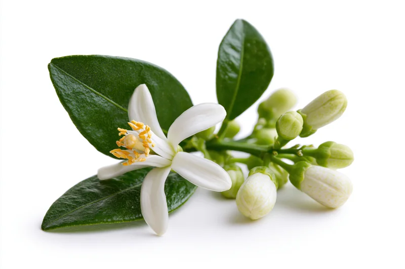 Citrus blossom sprig with one open white flower and green buds on a white background