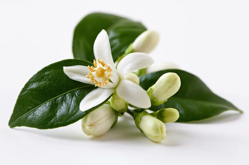 Citrus blossom sprig with one open white flower and buds on green leaves against white background
