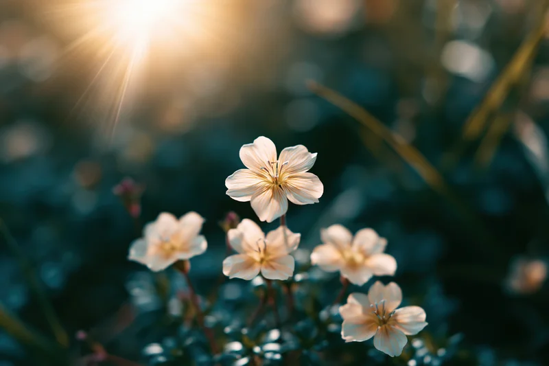 Pale cream wildflowers blooming low to the ground in sunlight with blurred green foliage background