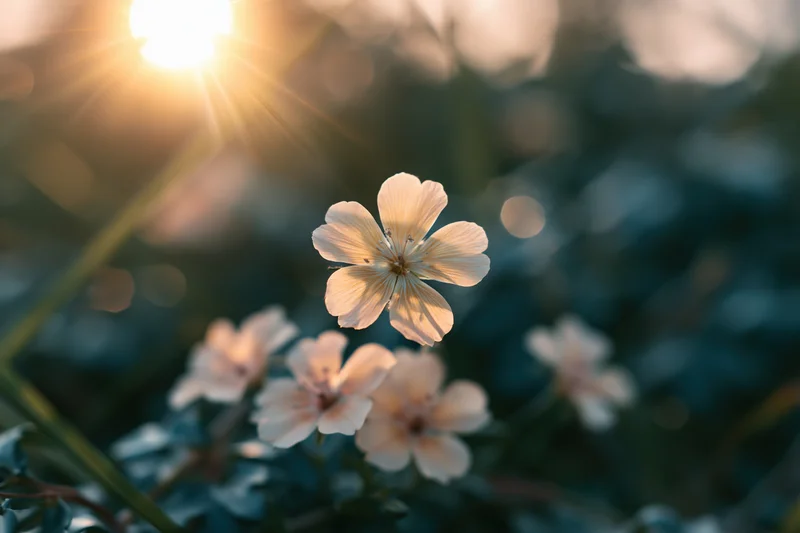 Pale cream wildflowers blooming in a sunlit meadow with soft bokeh background