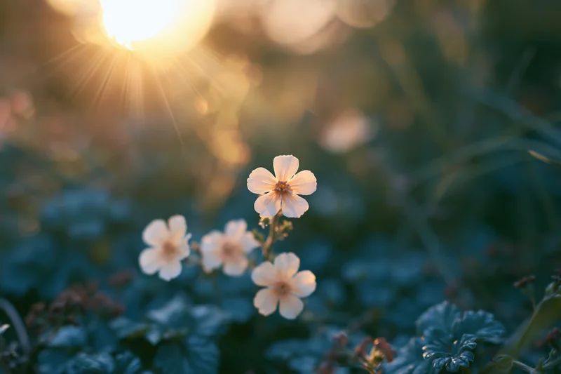 Pale cream wildflowers blooming low to the ground in soft sunlight with blurred green foliage and golden bokeh background