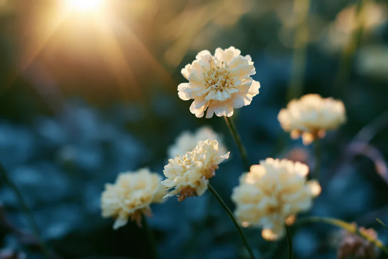 Pale cream wildflowers blooming in a sunlit meadow with soft focus background