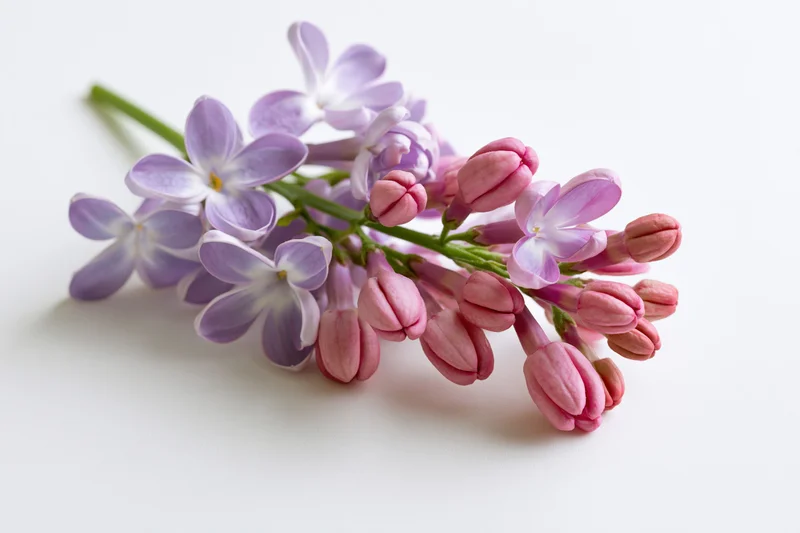 Small sprig of lilac flowers with open blooms and buds lying flat on white surface