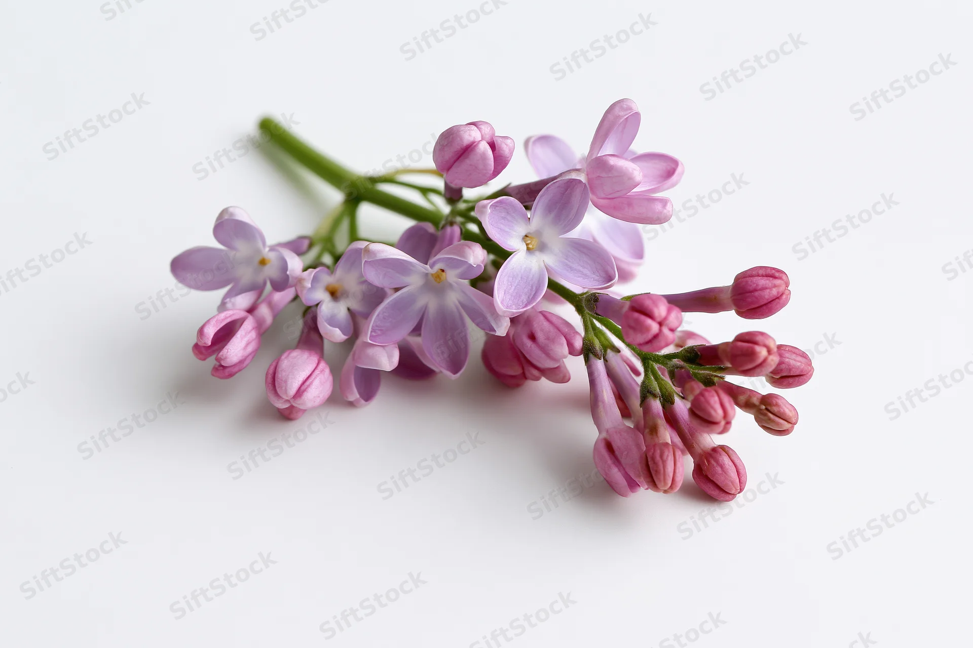 Small sprig of lilac flowers with open blooms and buds lying flat on white surface