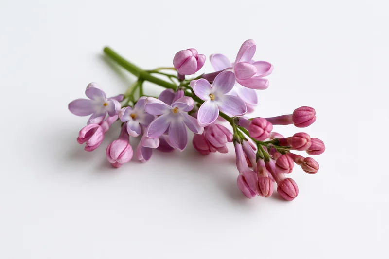 Small sprig of lilac flowers with open blooms and buds lying flat on white surface