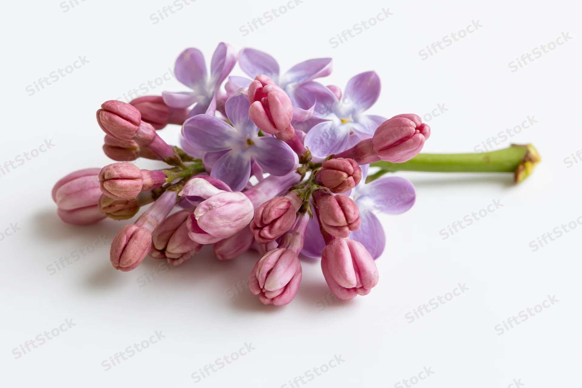 Small sprig of lilac flowers with open blooms and buds lying flat on white surface