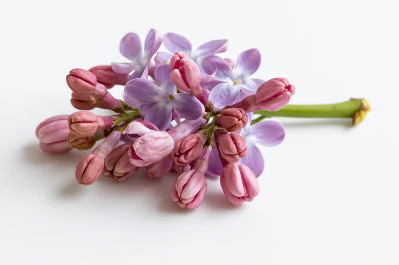 Small sprig of lilac flowers with open blooms and buds lying flat on white surface
