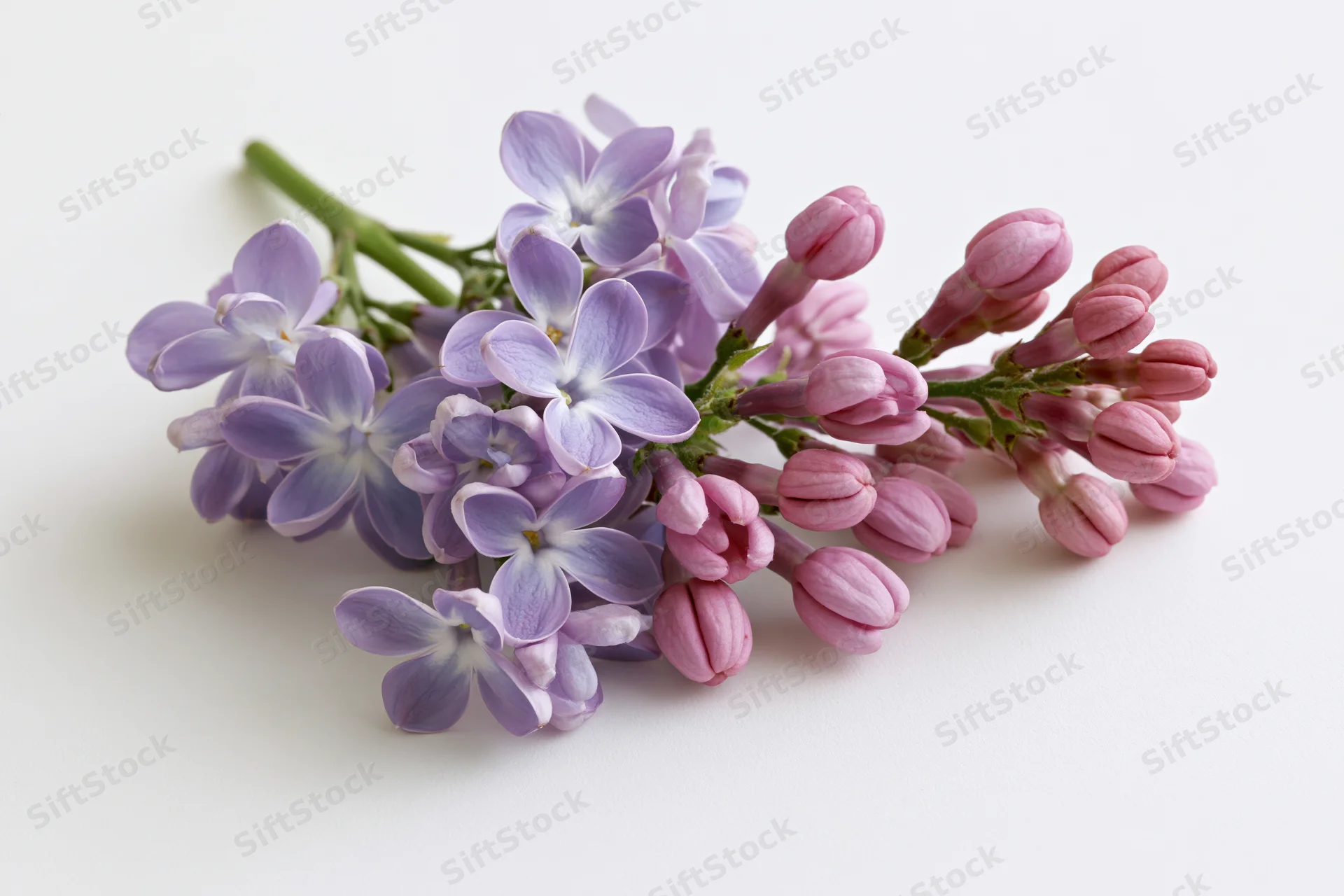 Small sprig of lilac flowers with open blooms and buds lying flat on white surface