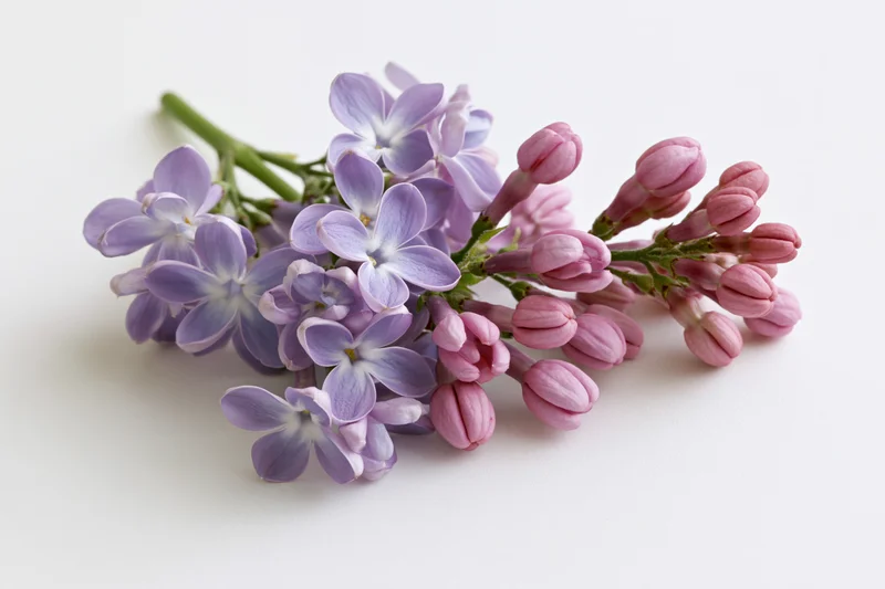 Small sprig of lilac flowers with open blooms and buds lying flat on white surface