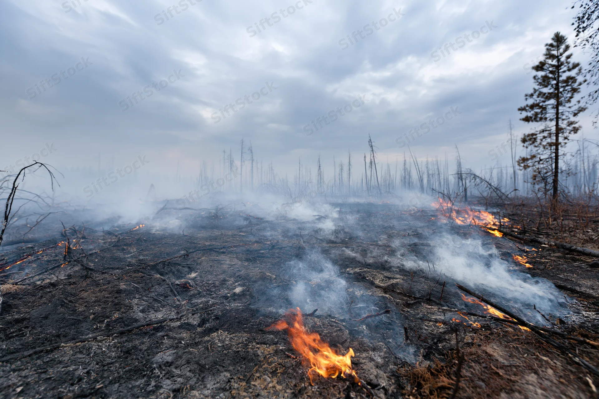 Smoldering forest floor with scattered flames and smoke rising from charred ground under cloudy sky