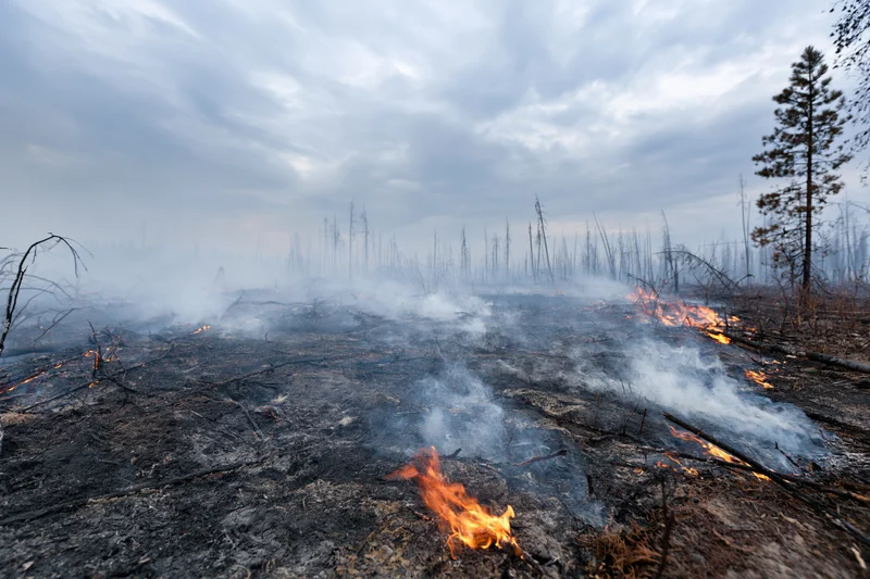 Smoldering forest floor with scattered flames and smoke rising from charred ground under cloudy sky