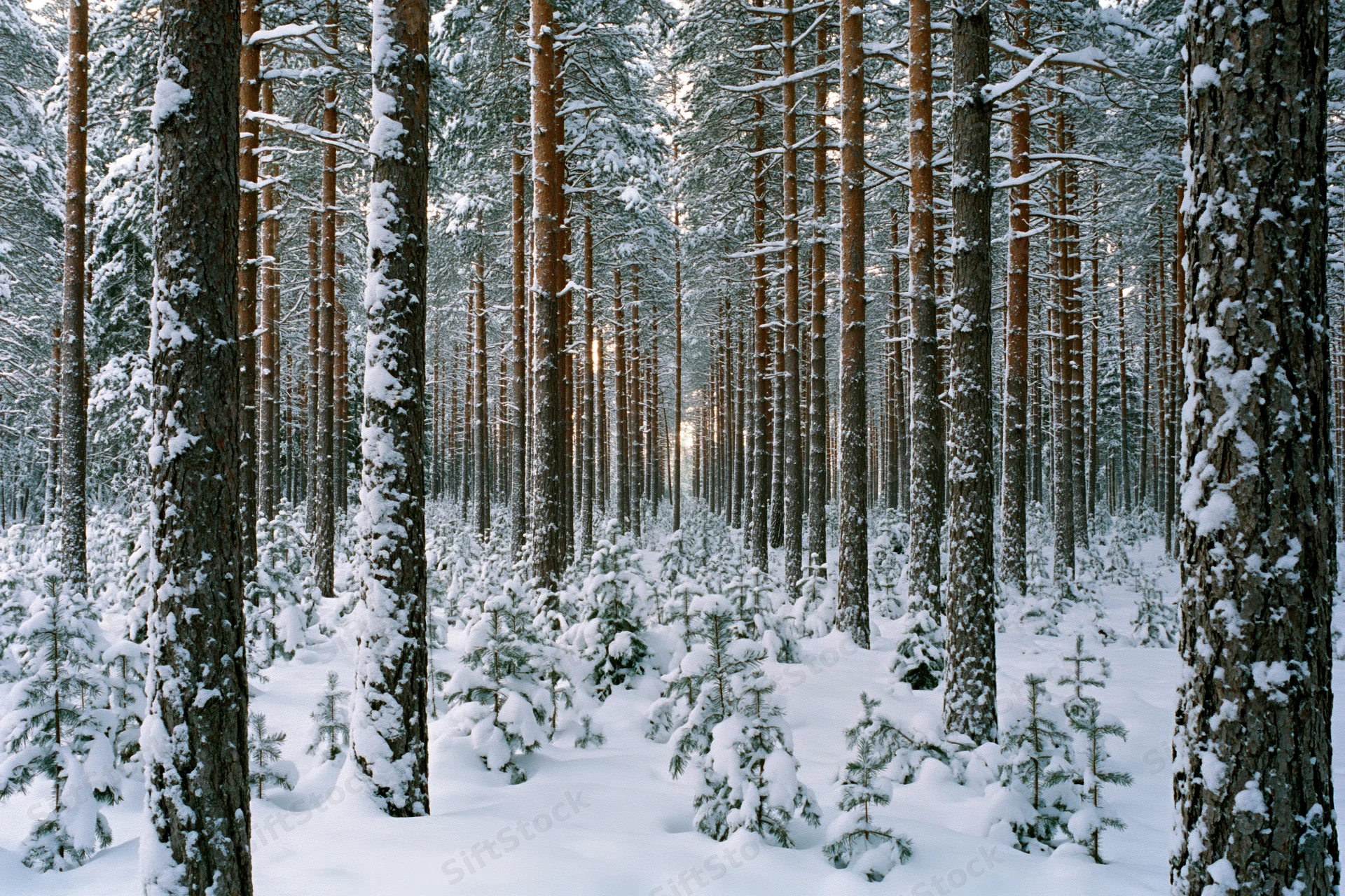 Snow-covered pine forest interior with tall straight trunks and dappled sunlight filtering through canopy
