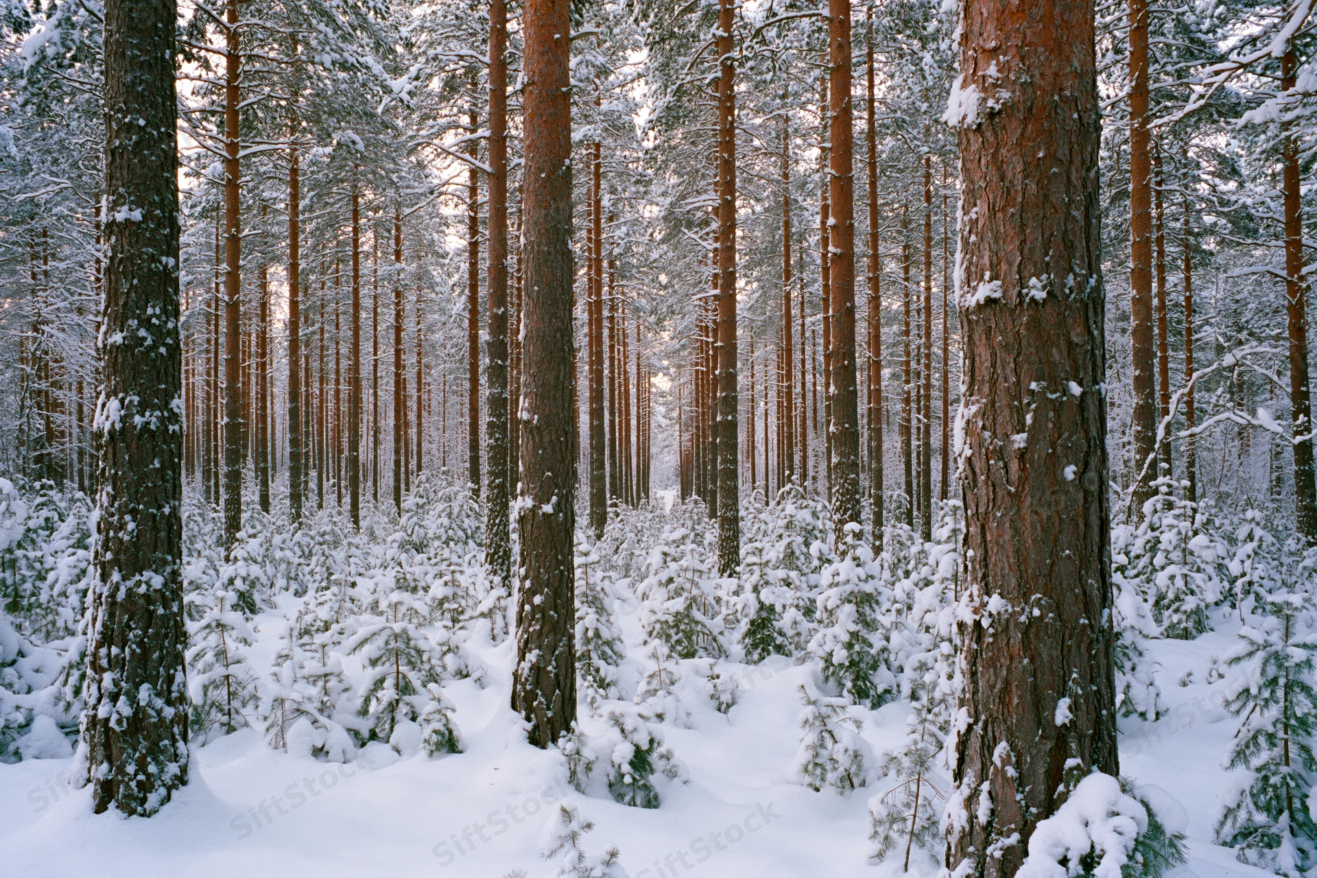 Snow-covered pine forest interior with tall straight trunks and snow-laden ground