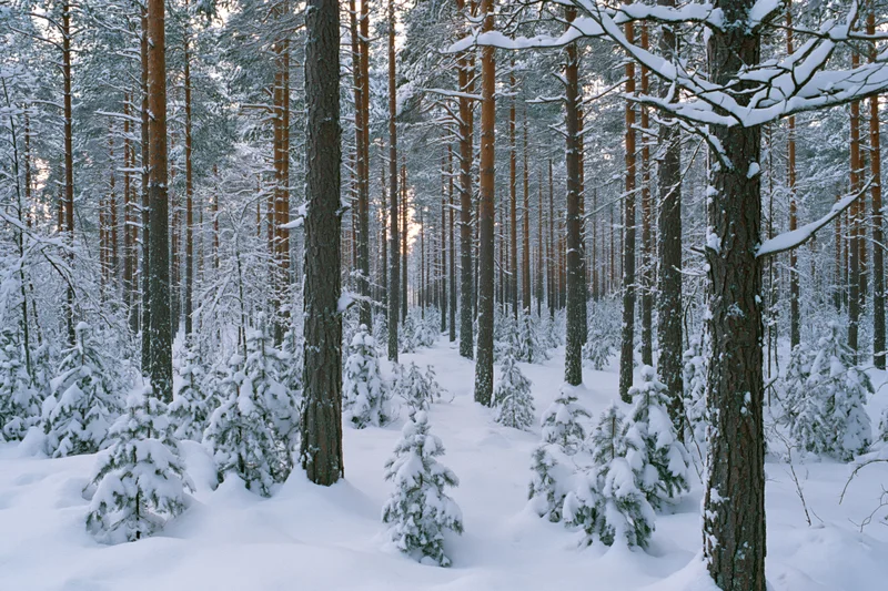 Snow-covered pine forest interior with tall straight trunks and soft light filtering through trees