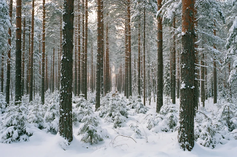 Snow-covered pine forest interior with tall straight trunks and ground covered in snow