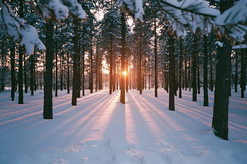Snow-covered conifer forest at sunset with tall dark tree trunks and long shadows on the ground