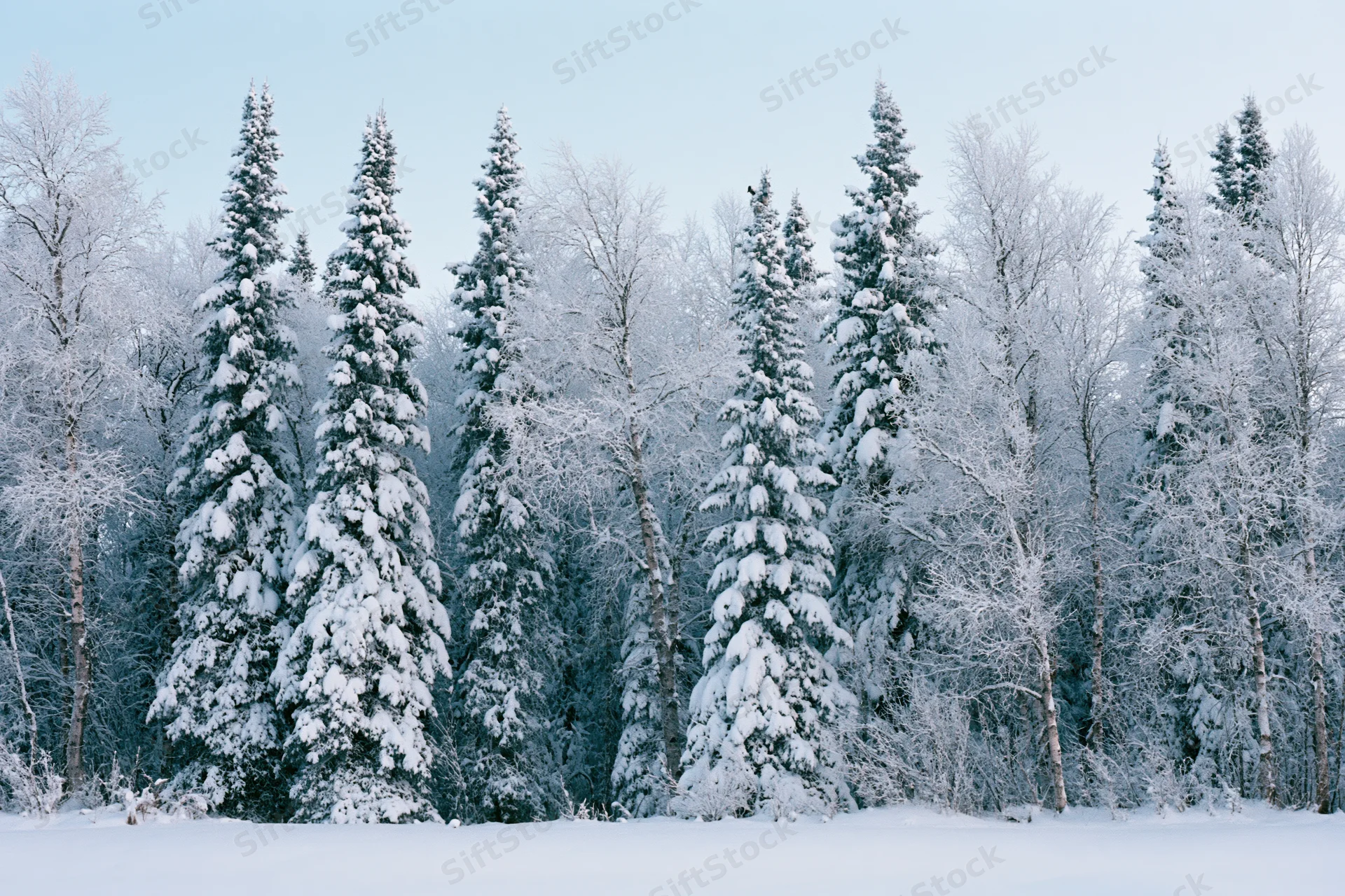Snow-covered spruce and birch trees standing densely in a winter forest