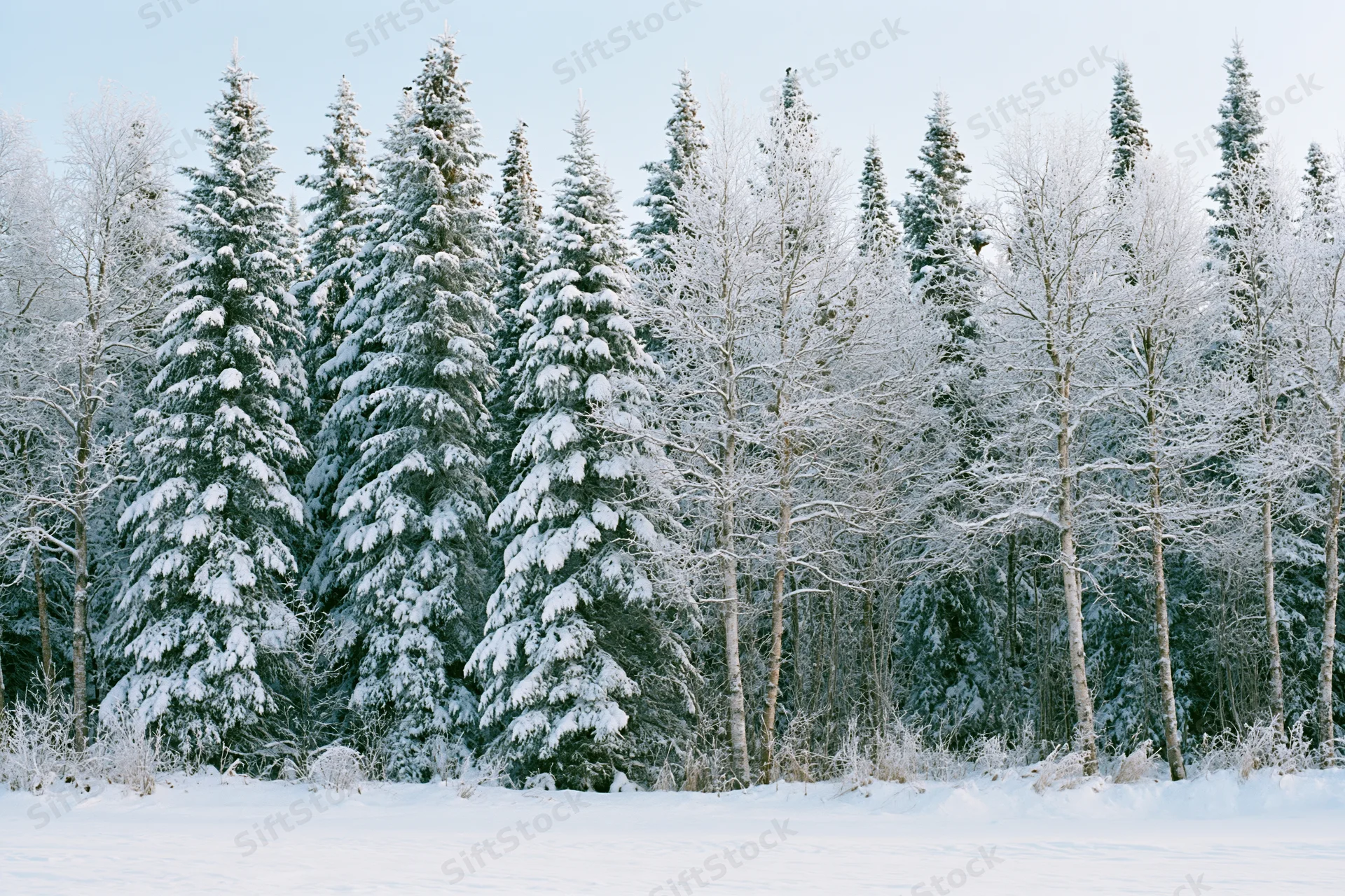 Snow-covered spruce and birch trees standing densely in a winter forest