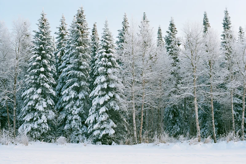 Snow-covered spruce and birch trees standing densely in a winter forest