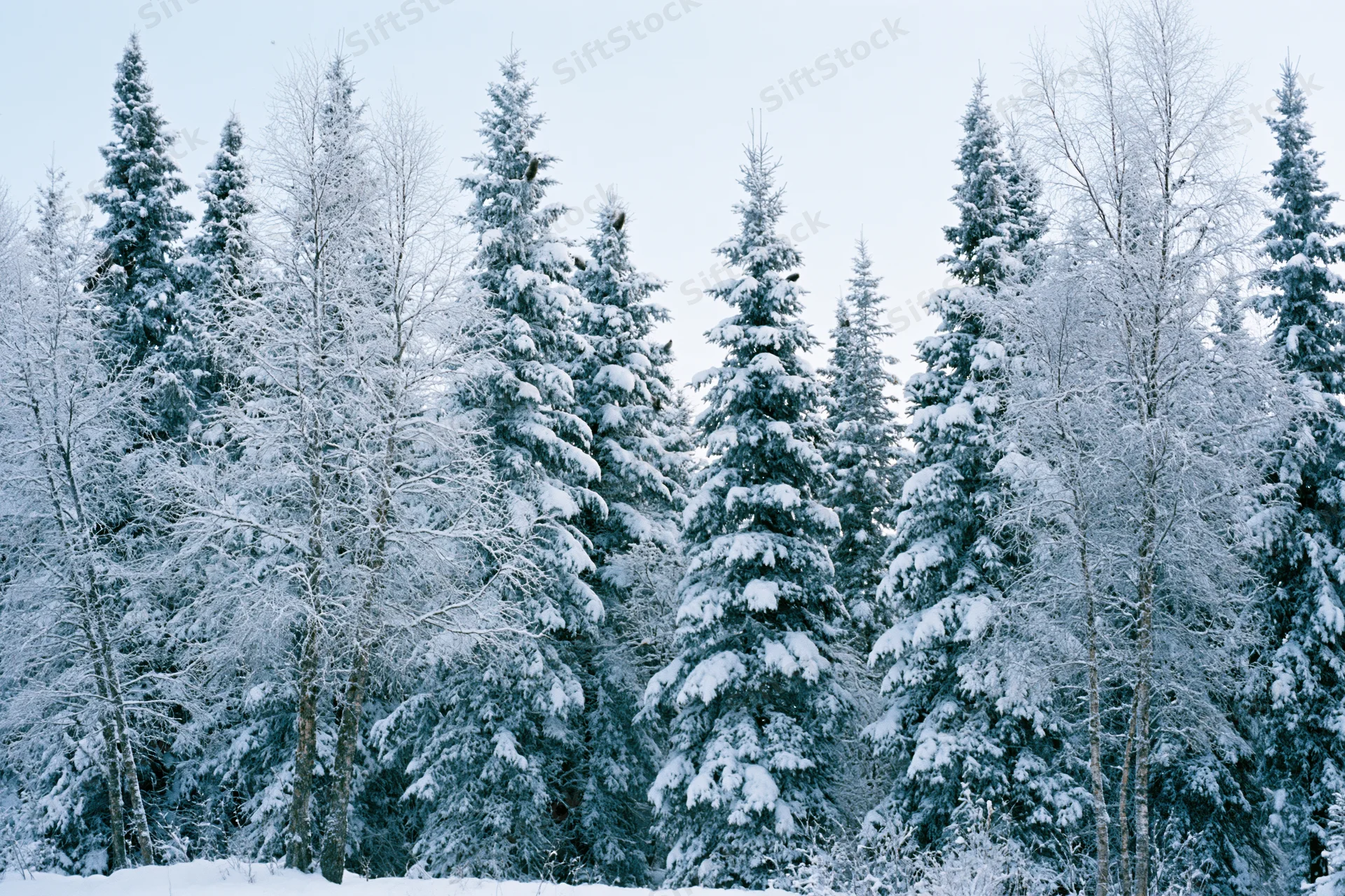 Snow-covered spruce and birch trees standing densely in a winter forest