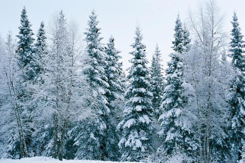 Snow-covered spruce and birch trees standing densely in a winter forest