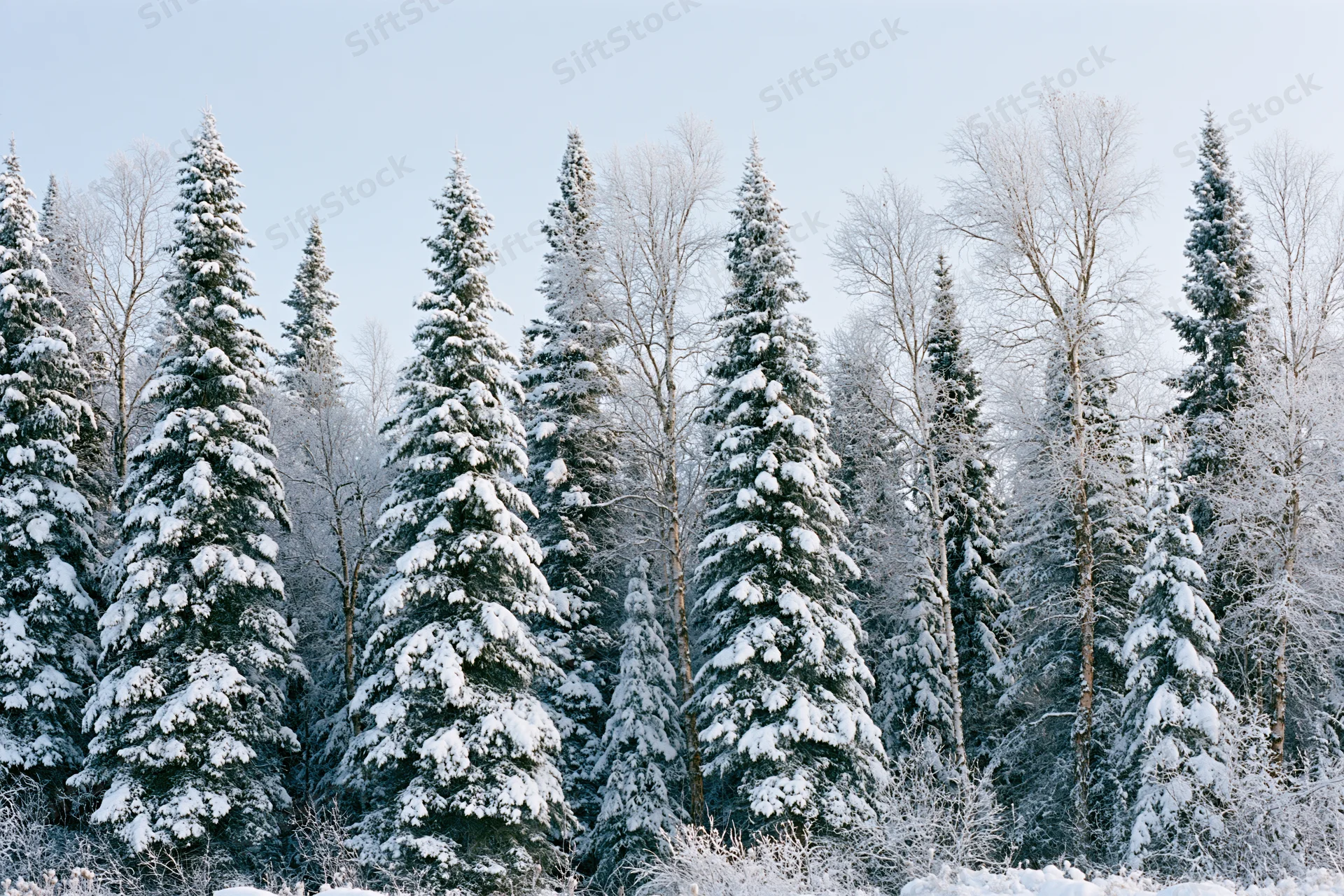 Snow-covered spruce and birch trees standing densely in a winter forest