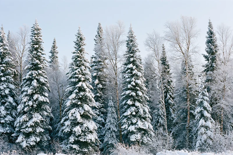 Snow-covered spruce and birch trees standing densely in a winter forest