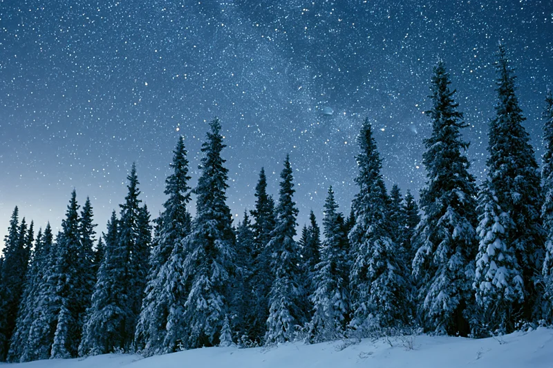 Snow-covered spruce and fir trees lining a forest edge under a starry night sky