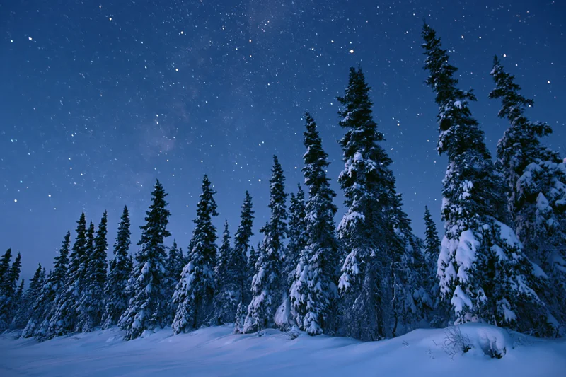 Snow-covered spruce and fir trees lining a forest edge under a starry night sky