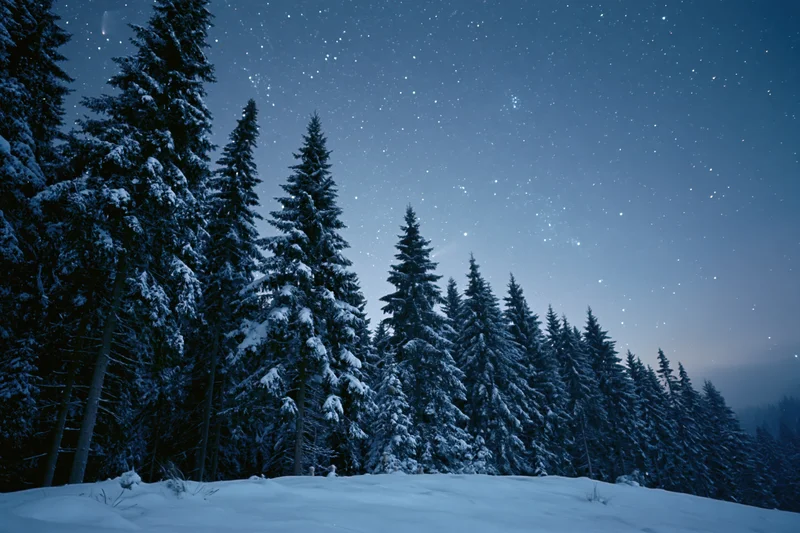 Snow-covered spruce and fir trees lining a forest edge under a starry night sky