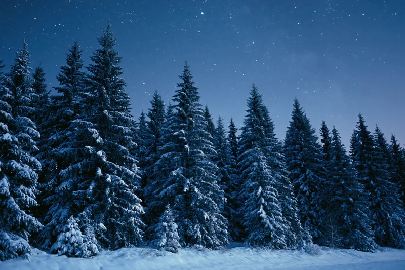 Snow-covered spruce and fir trees lining a forest edge under a starry night sky
