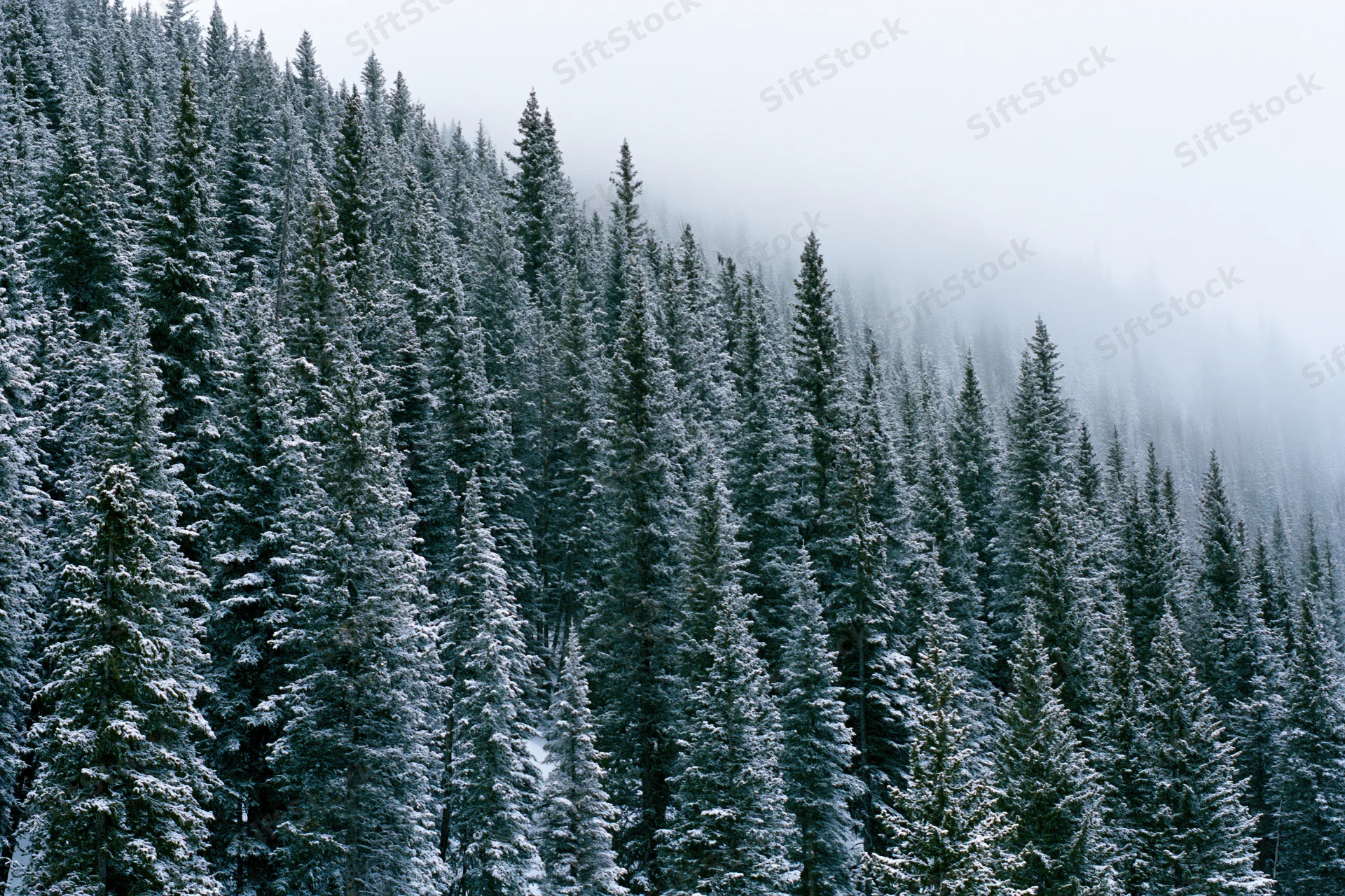 Snow-covered spruce and fir trees densely covering a misty hillside