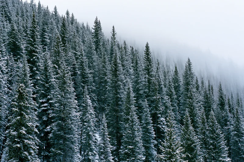 Snow-covered spruce and fir trees densely covering a misty hillside