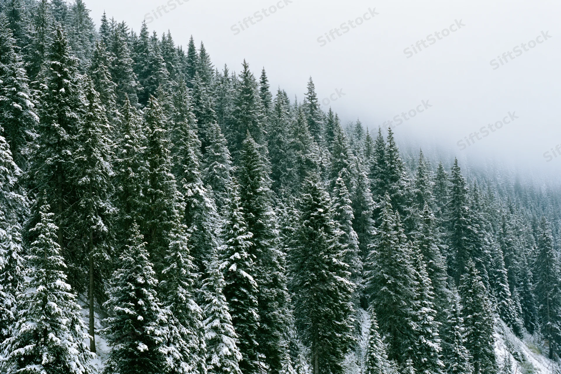 Snow-covered spruce and fir trees on a misty hillside