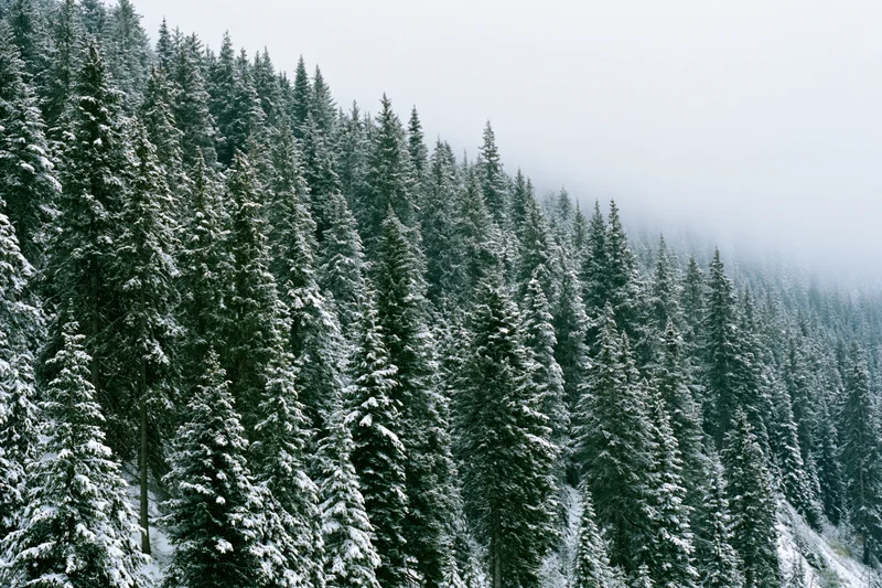 Snow-covered spruce and fir trees on a misty hillside