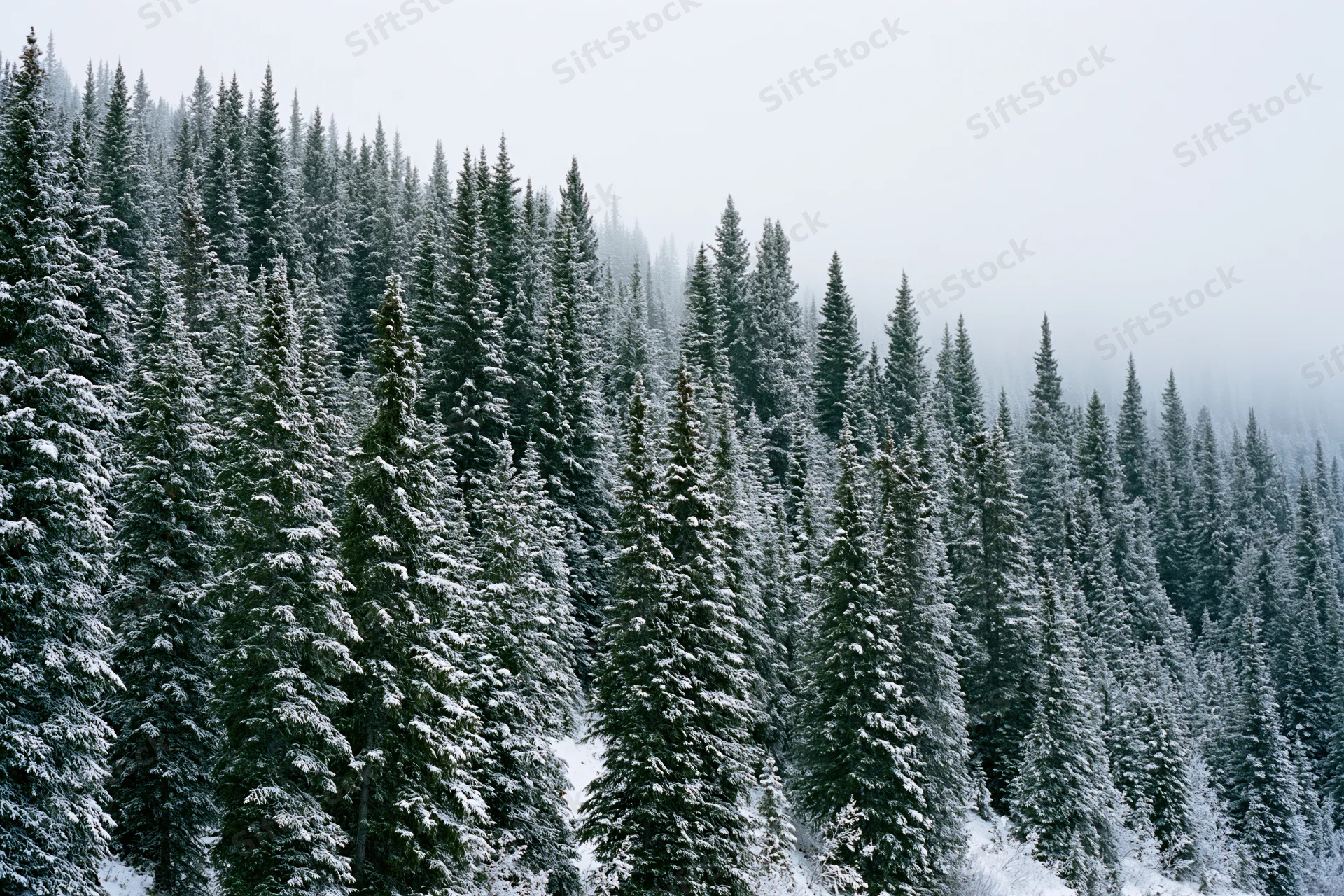 Snow-covered spruce and fir trees on a misty hillside