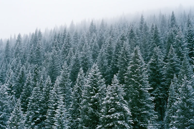 Snow-covered spruce and fir trees on a misty hillside in winter