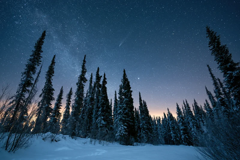 Snow-covered spruce trees in a winter forest under a starry night sky