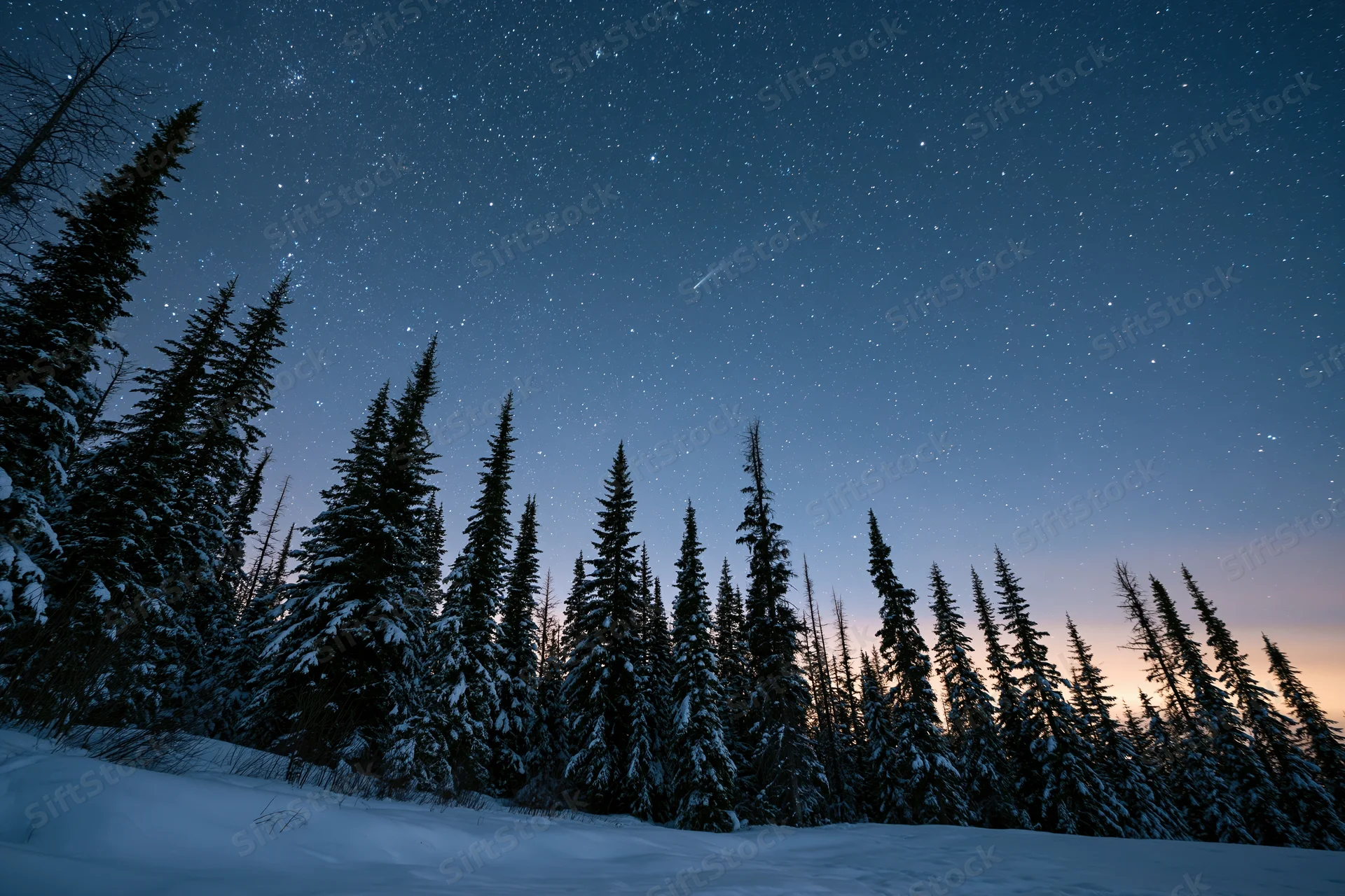 Snow-covered spruce trees silhouetted against a starry night sky at twilight