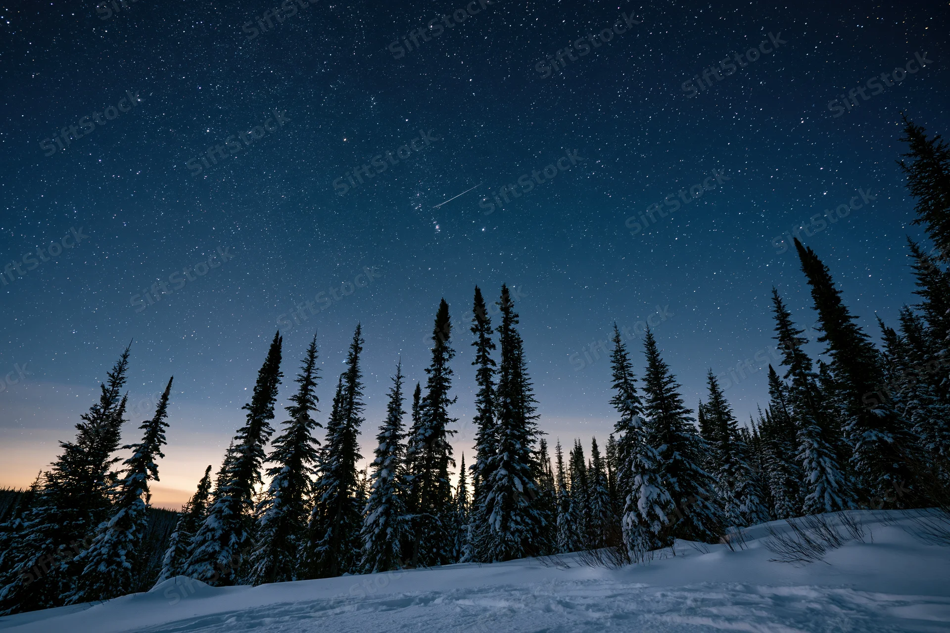 Snow-covered spruce trees silhouetted against a starry night sky at twilight