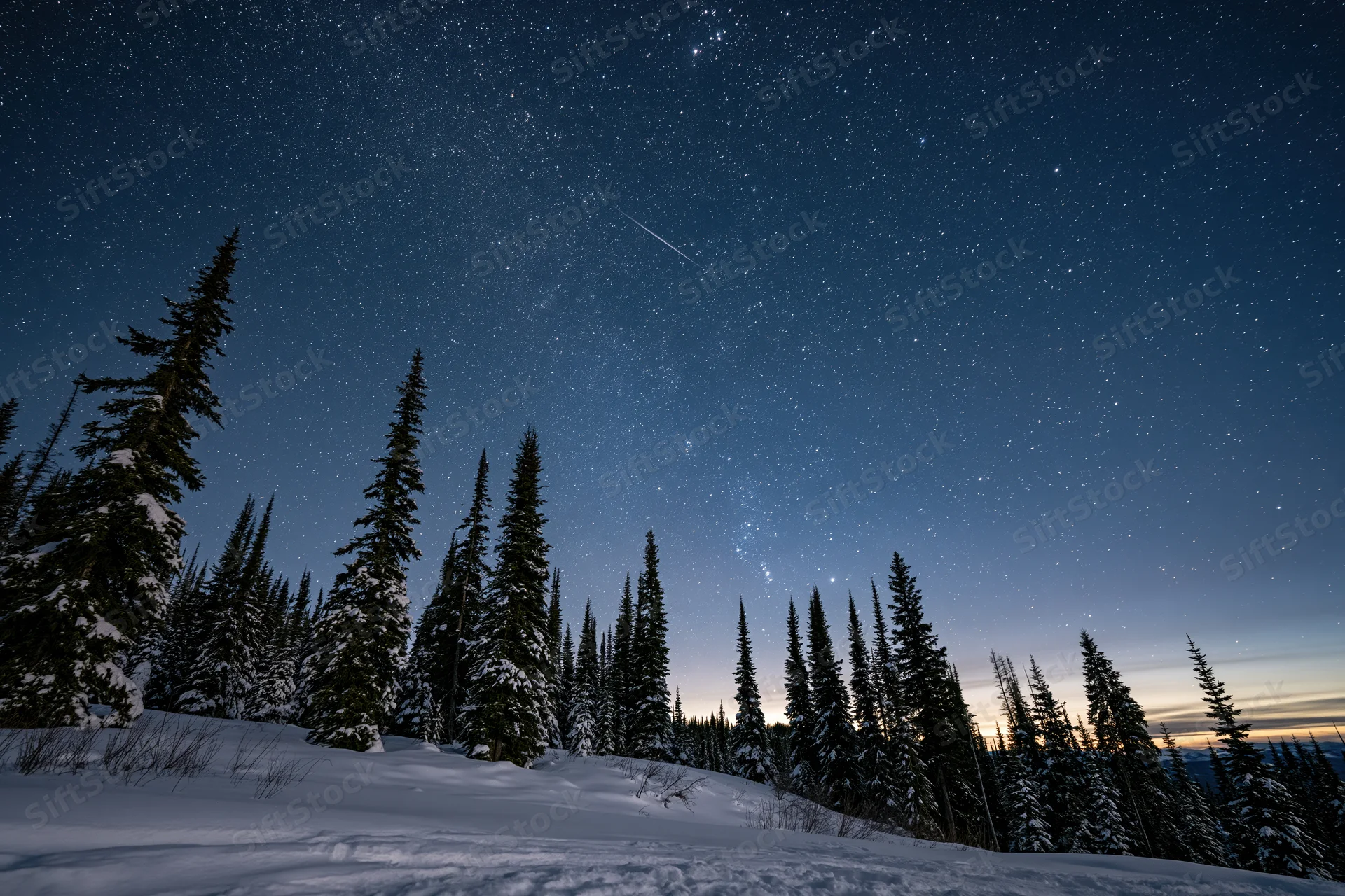 Snow-covered spruce trees under a star-filled night sky in a winter forest