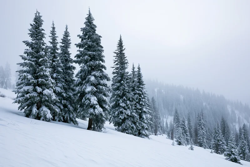 Snow-laden spruce trees on a mountain slope under overcast sky