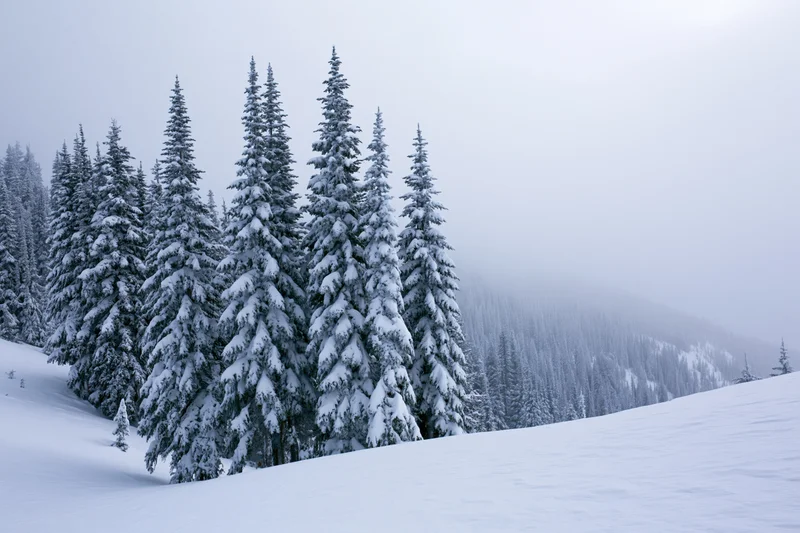 Snow-laden spruce trees on a mountain slope under overcast sky