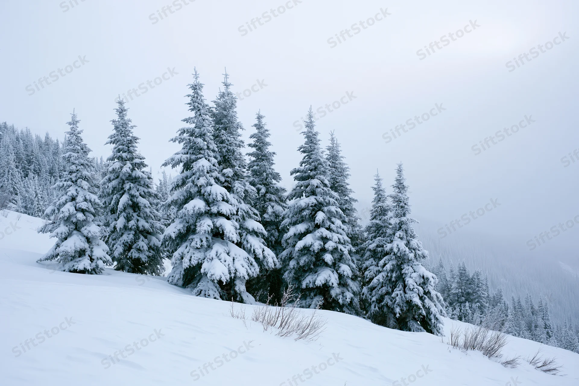 Snow-laden spruce trees on a mountain slope under overcast sky
