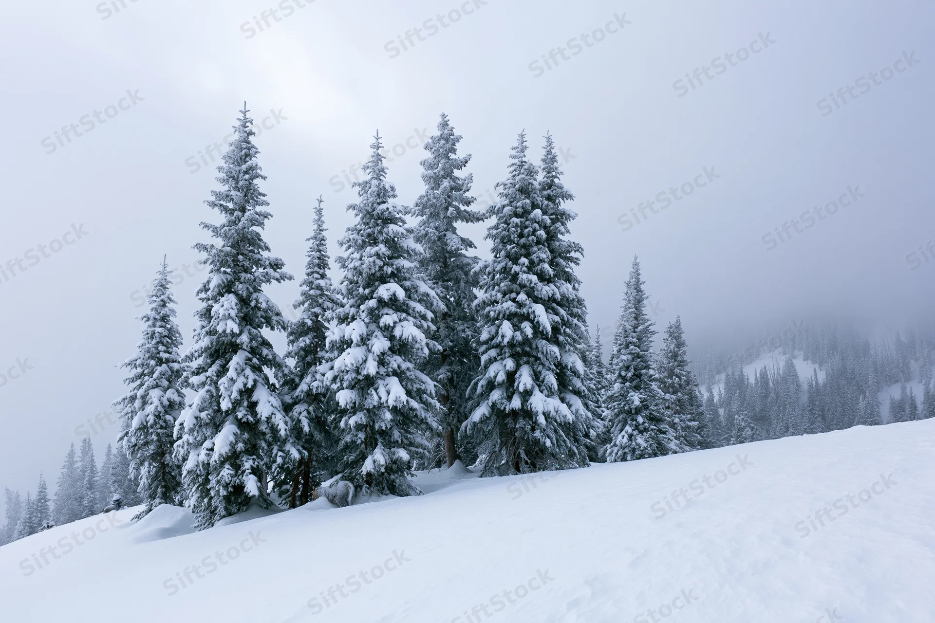 Snow-laden spruce trees on a mountain slope under overcast sky